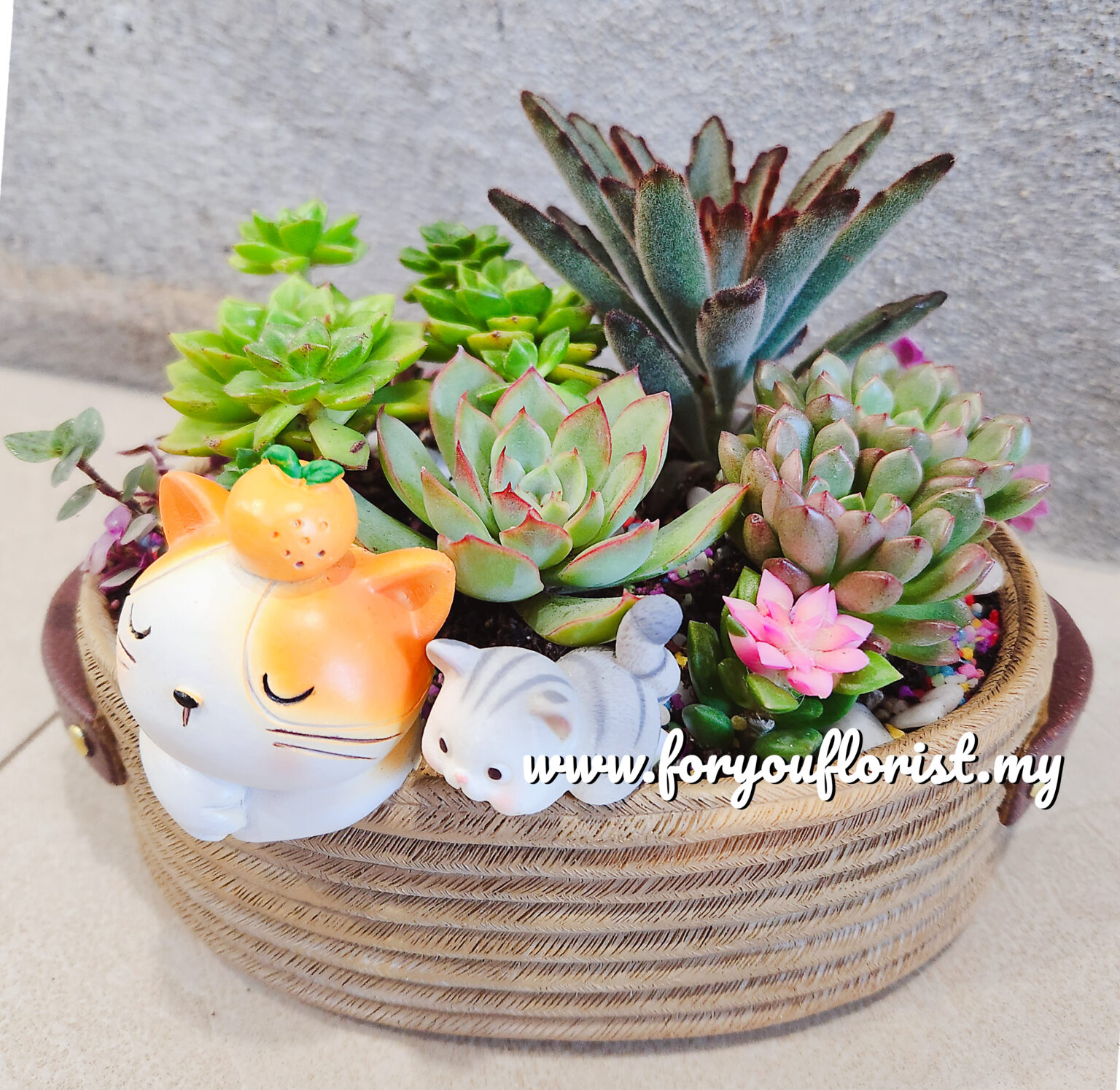 Cat Pot Living Plants